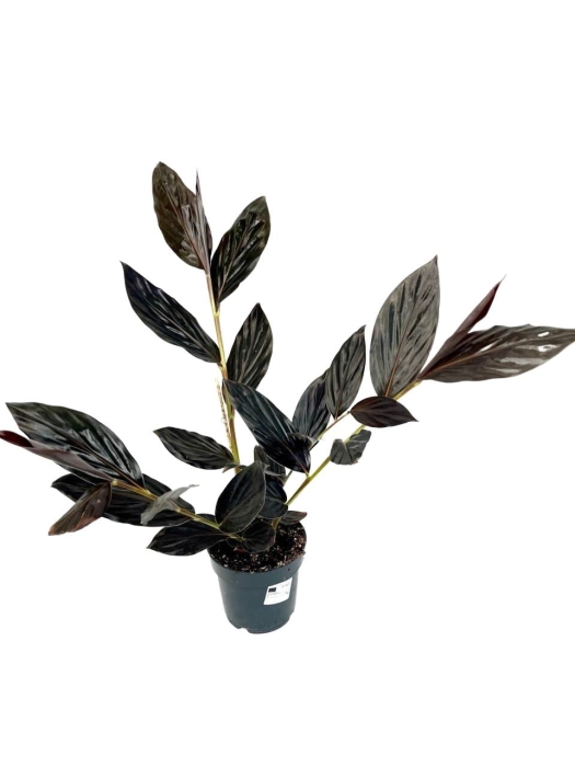 Zingiber malaysianum - alpinia malajska