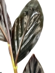 Zingiber malaysianum - alpinia malajska