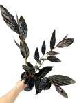 Zingiber malaysianum - alpinia malajska