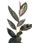 Zingiber malaysianum - alpinia malajska