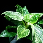 Philodendron birkin XXL