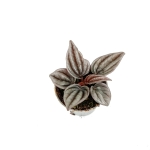 Peperomia caperata 'Mendoza' - S