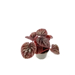 Peperomia caperata 'Red Luna' - S