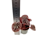 Peperomia caperata 'Red Luna' - S