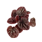 Peperomia caperata 'Red Luna' - S