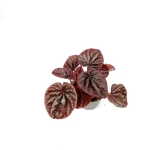 Peperomia caperata 'Red Luna' - S