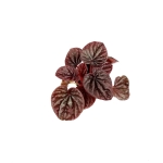 Peperomia caperata 'Red Luna' - S