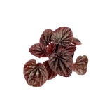 Peperomia caperata 'Red Luna' - S