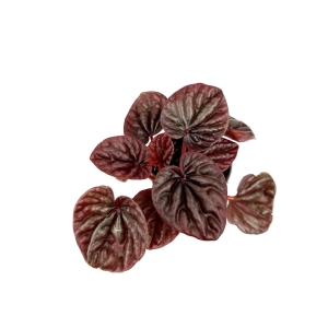 Peperomia caperata 'Red Luna'