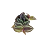 Tradescantia Zebrina - S