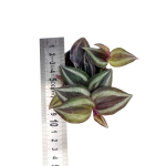 Tradescantia Zebrina - S
