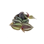 Tradescantia Zebrina - S