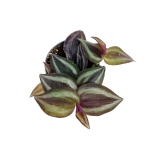 Tradescantia Zebrina - S