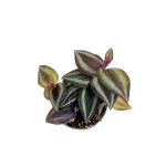 Tradescantia Zebrina - S