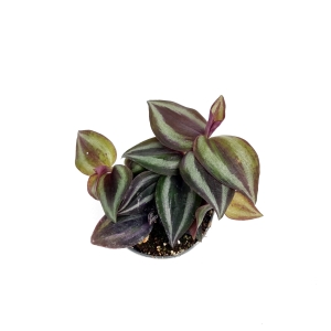 Tradescantia Zebrina