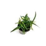 Hedera helix Ever Green - S