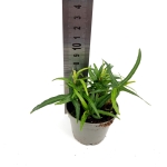 Hedera helix Ever Green - S