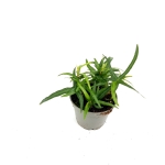 Hedera helix Ever Green - S