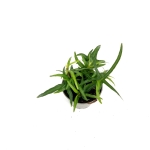 Hedera helix Ever Green - S
