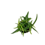 Hedera helix Ever Green - S