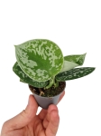 Scindapsus pictus Silvery Ann - S
