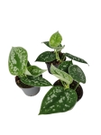 Scindapsus pictus Silvery Ann - S
