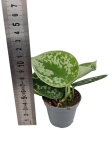 Scindapsus pictus Silvery Ann - S