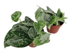 Scindapsus pictus Silvery Ann - L