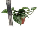 Scindapsus pictus Silvery Ann - L