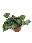 Scindapsus pictus Silvery Ann - L