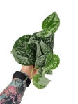 Scindapsus pictus Silvery Ann - L