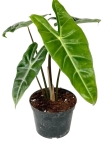 Alocasia Longiloba - L