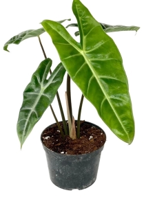 Alocasia Longiloba - L