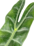 Alocasia Longiloba - L
