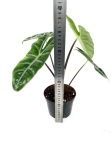Alocasia Longiloba - L