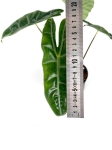 Alocasia Longiloba - L