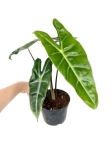 Alocasia Longiloba - L