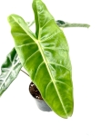 Alocasia Longiloba - L