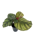 Calathea Fasciata - L