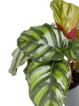 Calathea Fasciata - L