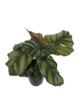 Calathea Fasciata - L