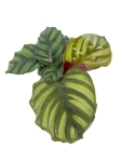 Calathea Fasciata - L