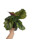 Calathea Fasciata - L