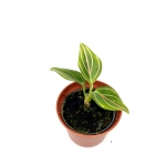 Aglaonema 'Red Veins' - S