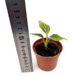 Aglaonema 'Red Veins' - S