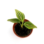 Aglaonema 'Red Veins' - S