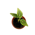 Aglaonema 'Red Veins' - S