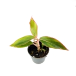 Aglaonema "king of siam/aurorra/siam aurorra/red lipstick" - S