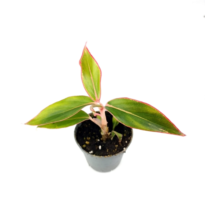 Aglaonema "king of siam/aurorra/siam aurorra/red lipstick" - S