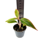 Aglaonema "king of siam/aurorra/siam aurorra/red lipstick" - S